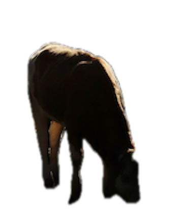 Close-up of a brown and white calf with yellow ear tags, looking straight at the camera